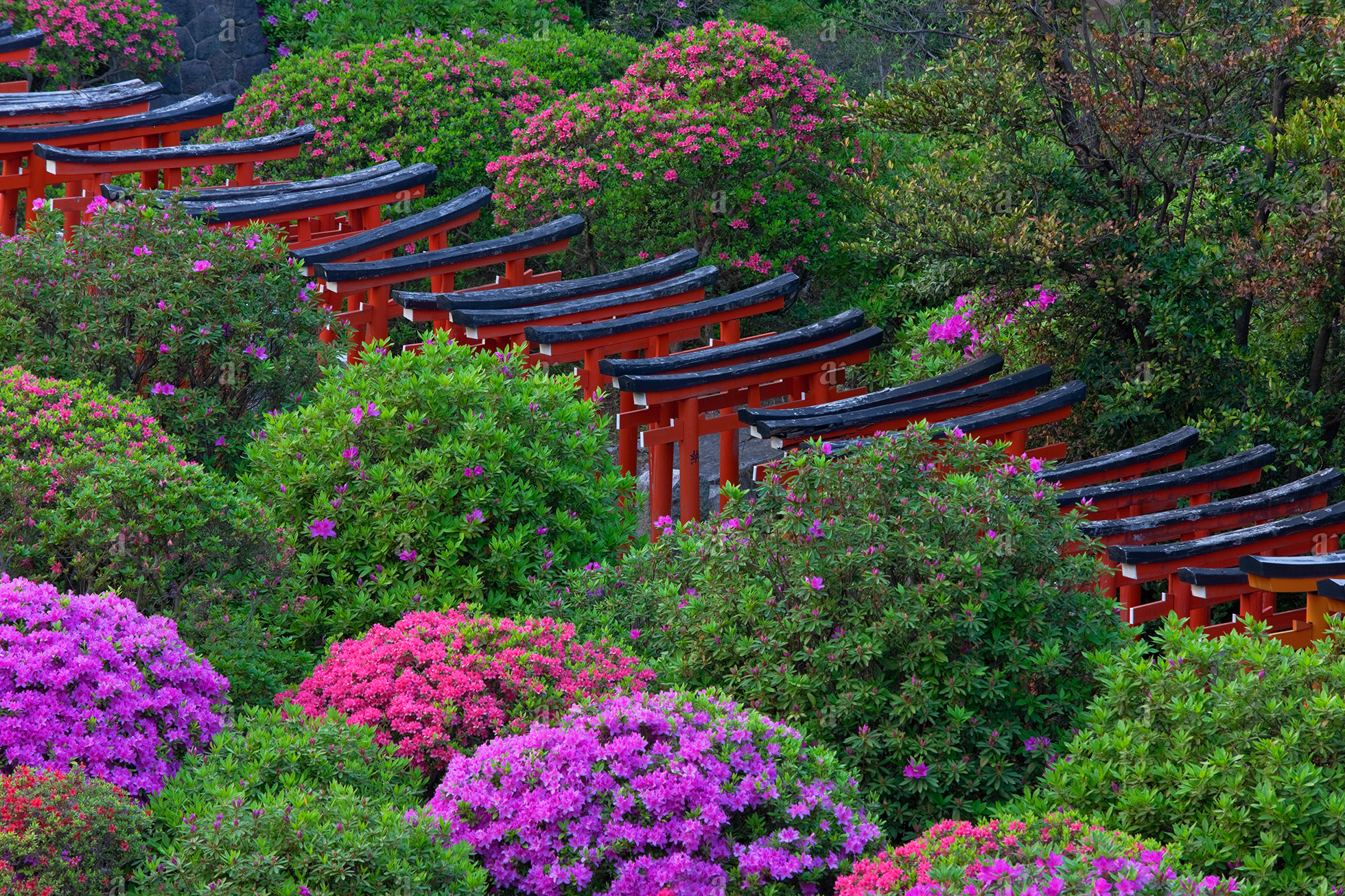 ベン・シモンズ &ldquo;つつじ園　根津神社&rdquo; Ben Simmons &ldquo;Tsutsuji-en, Nezu Jinja&rdquo;